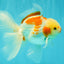 A Grade Kohaku Oranda Male 6-6.5 inches #090426OR_10