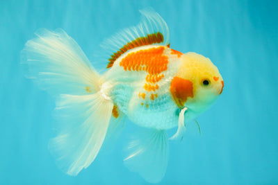 A Grade Kohaku Oranda Male 6-6.5 inches #090426OR_10