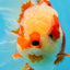 AAA Grade Red White Oranda Male 6.5 inches #080125OR_08