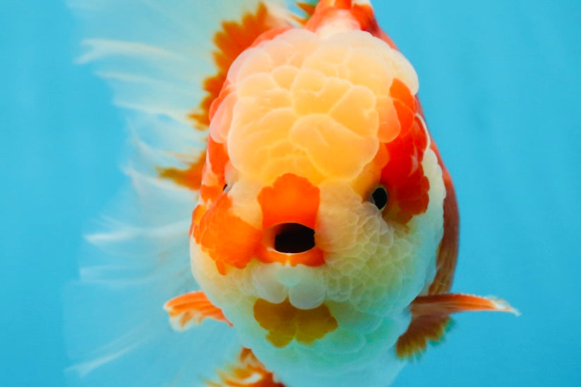 AAA Grade Red White Oranda Male 6.5 inches #080125OR_08