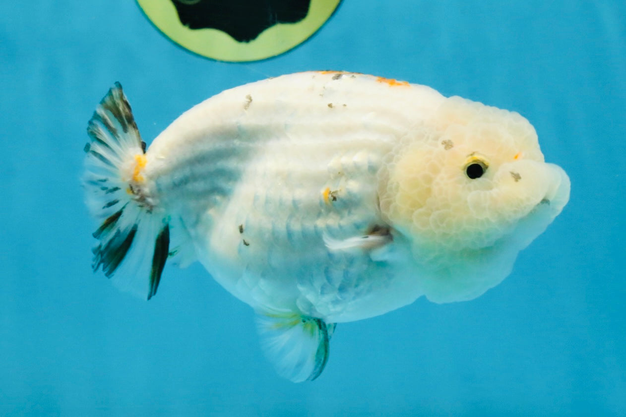 White Sakura LionChu Female 5 inches #121925LC_06