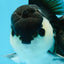 A Grade Young Panda Button W Oranda Male 4.5-5 inches #061325_06