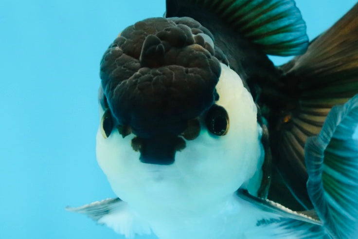 A Grade Young Panda Button W Oranda Male 4.5-5 inches #061325_06