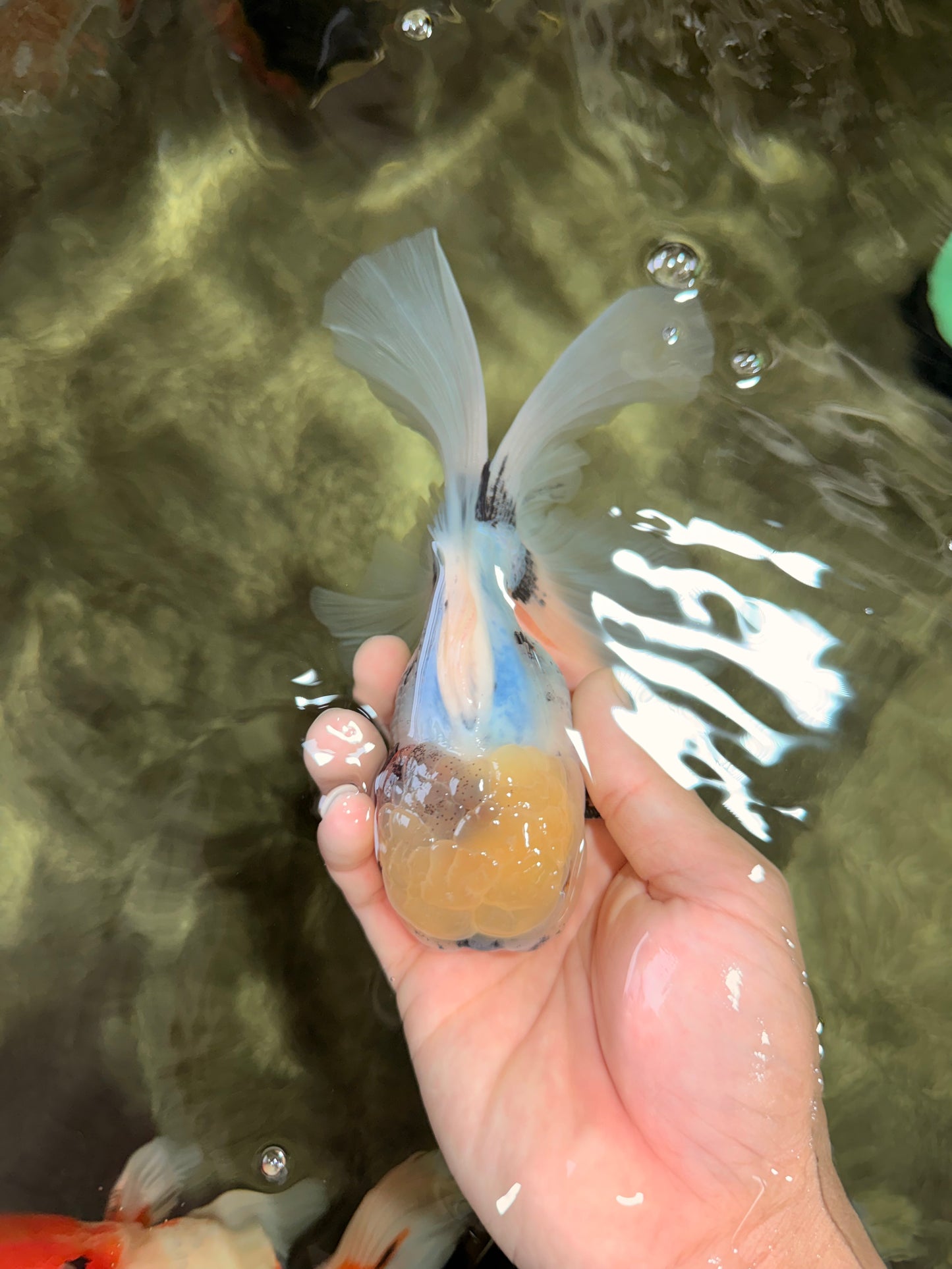 Marble Oranda Male 5.5-6 inches #072426OR_16