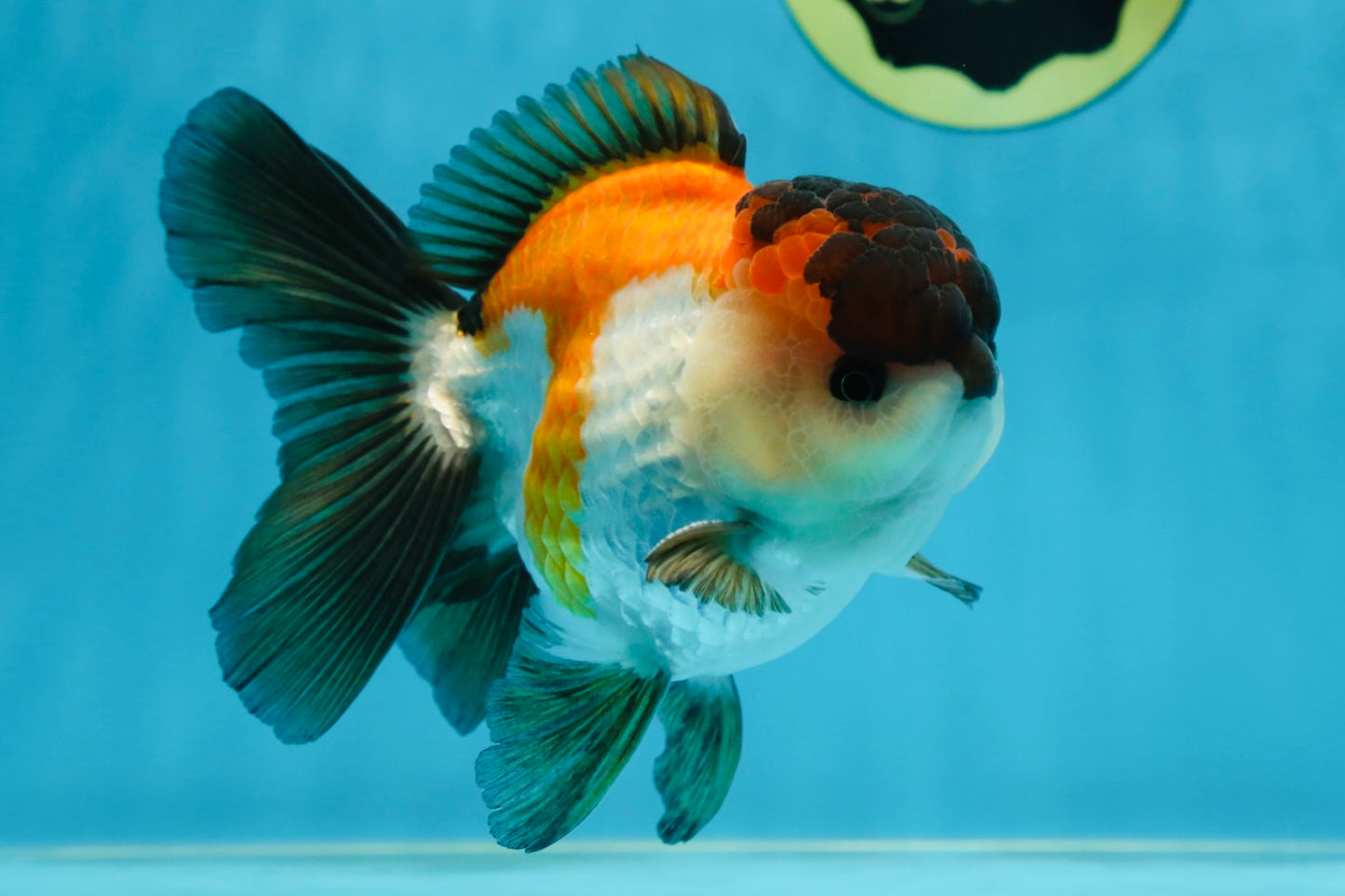 A Grade Tricolor Button Eyes Oranda Male 5-5.5 inches #080125OR_23