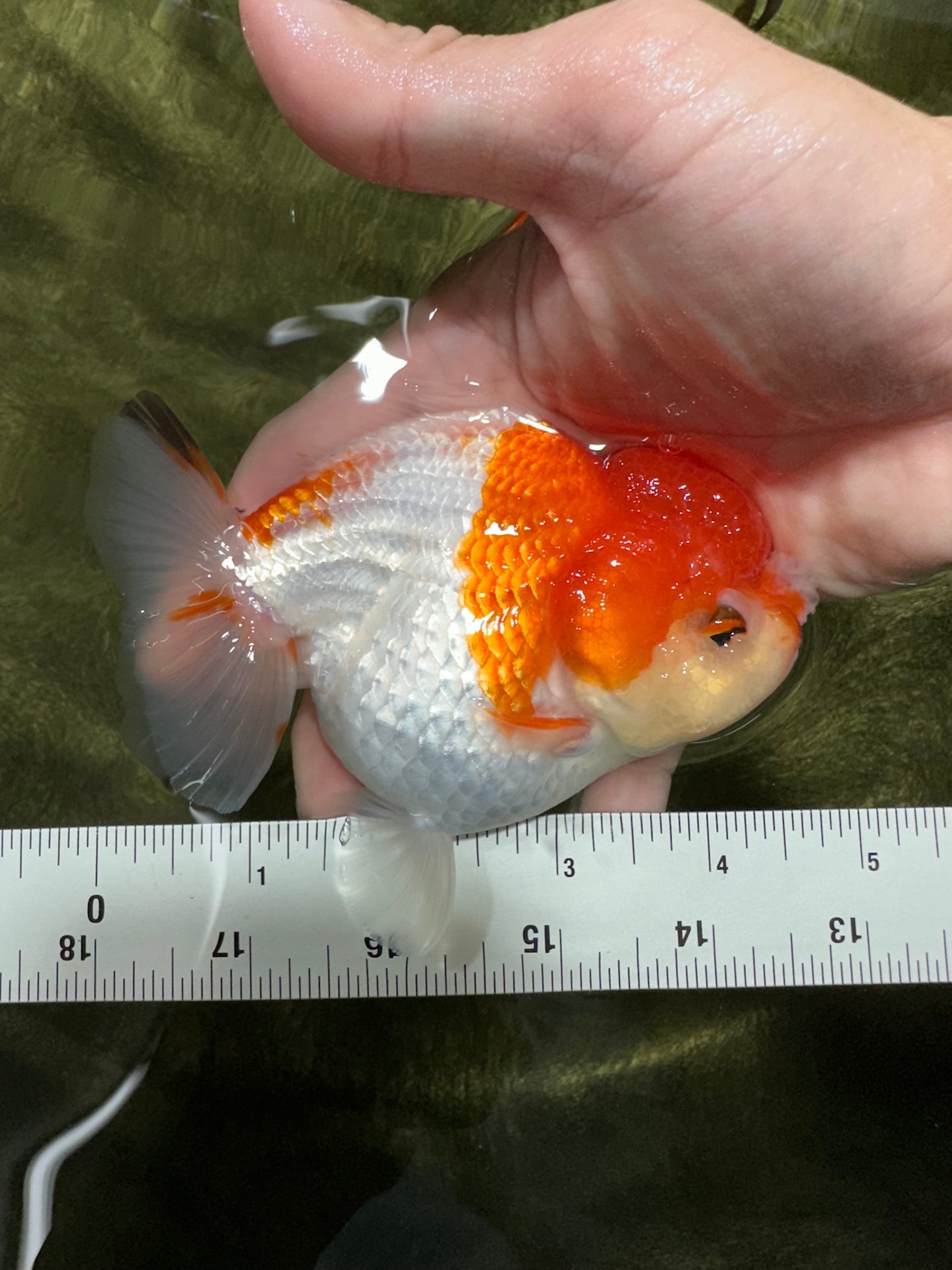 A Grade Red White Yuanbao Female 4.5 inches #112224YB_26