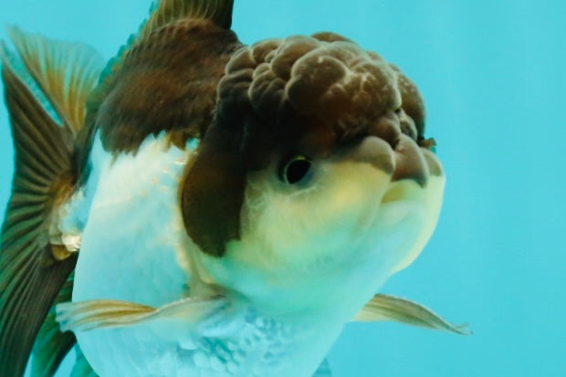 Panda Oranda Male 3.5-4 inches #1018OR_17