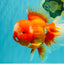 BIG WEN AAA Grade Red White Oranda Male 7.5-8 inches #070326OR_03