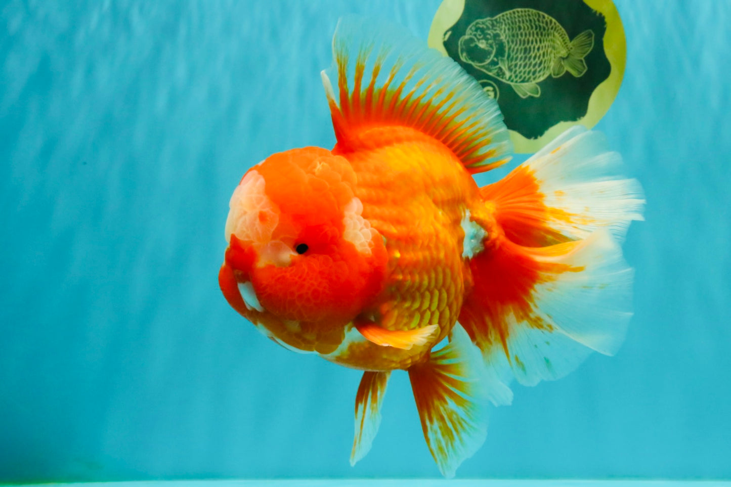 BIG WEN AAA Grade Red White Oranda Male 7.5-8 inches #070326OR_03