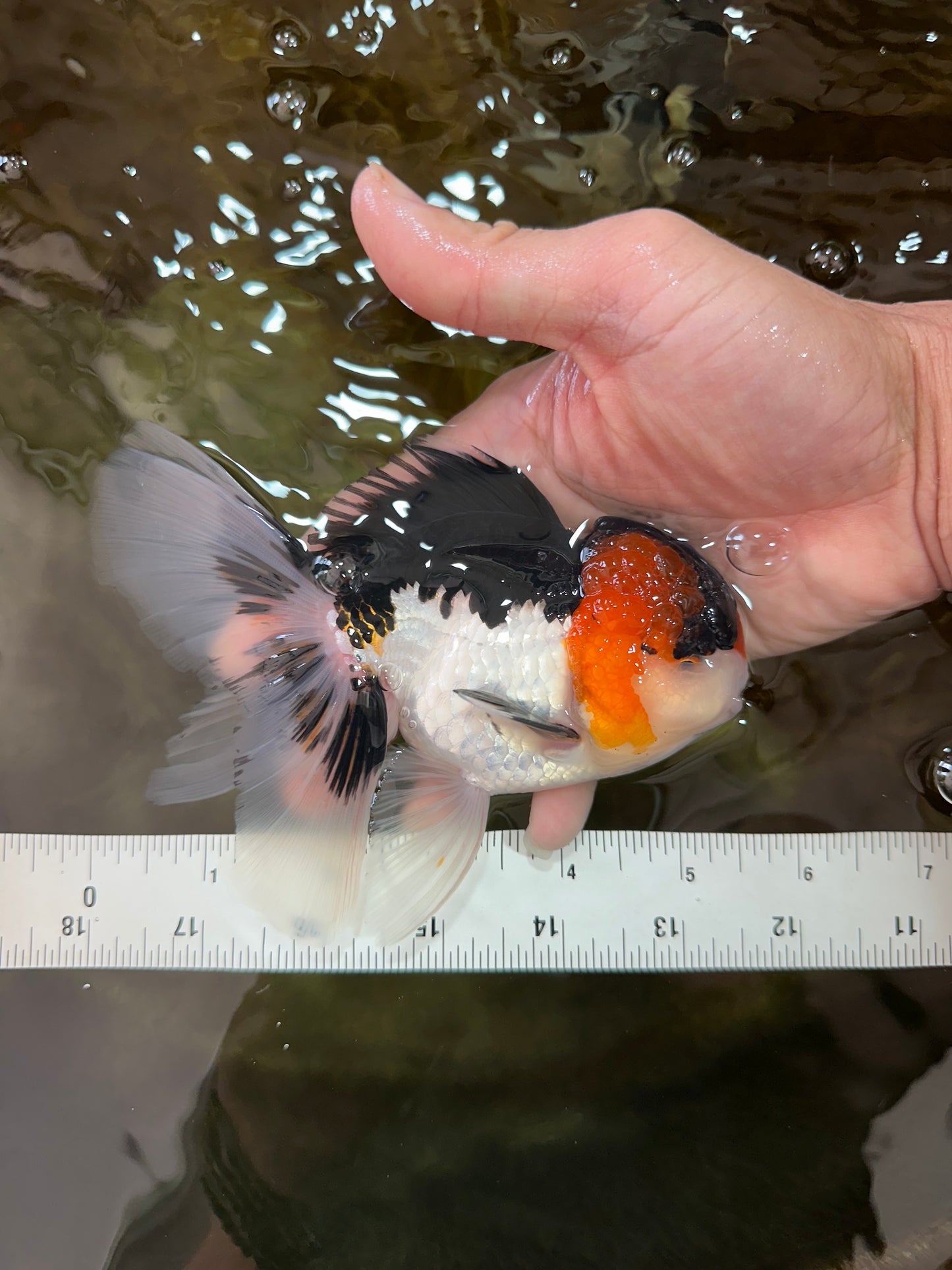 A Grade Tricolor Oranda Male 5.5 inches #051625OR_30