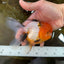 Tricolor Oranda Female 5-5.5 inches #070425OR_20