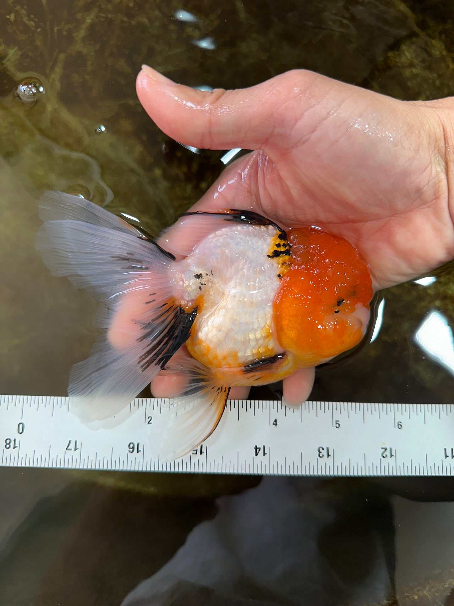Tricolor Oranda Female 5-5.5 inches #070425OR_20