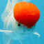 AAA Grade Red Cap Oranda Male 4.5 inches #0906OR_27