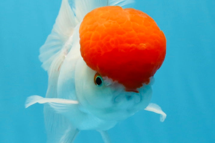 AAA Grade Red Cap Oranda Male 4.5 inches #0906OR_27