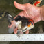 A Grade Tricolor Button Eyes Oranda Male 4.5-5 inches #081525OR_28