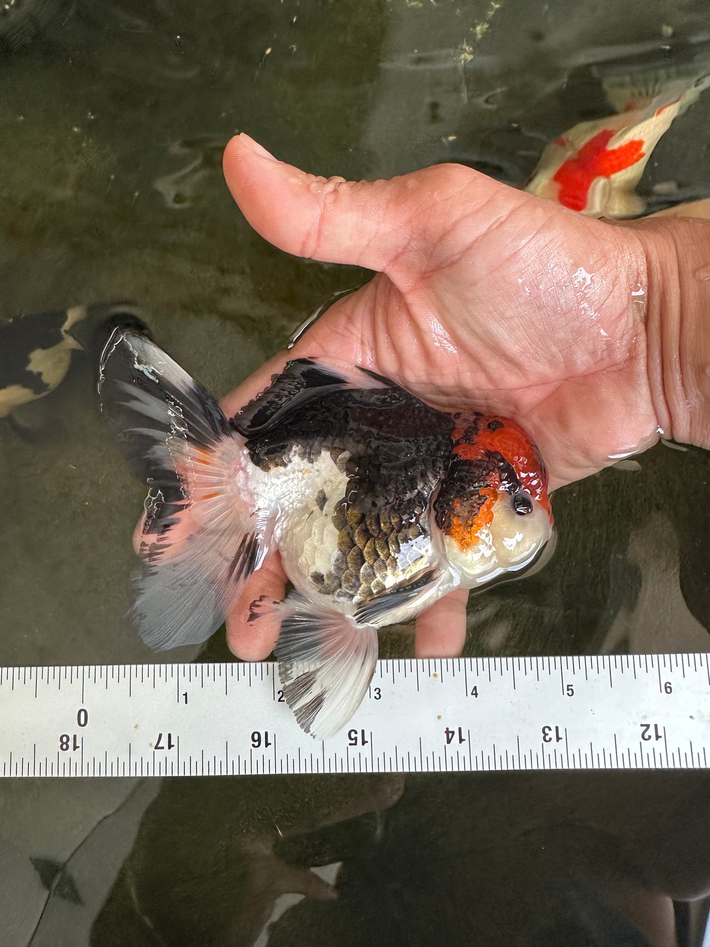 A Grade Tricolor Button Eyes Oranda Male 4.5-5 inches #081525OR_28