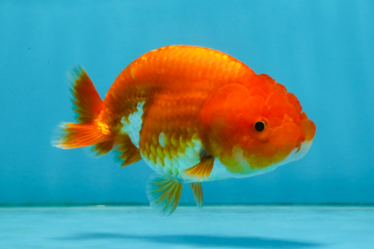 A Grade Red White LionQueen 4 inches #121225LC_09