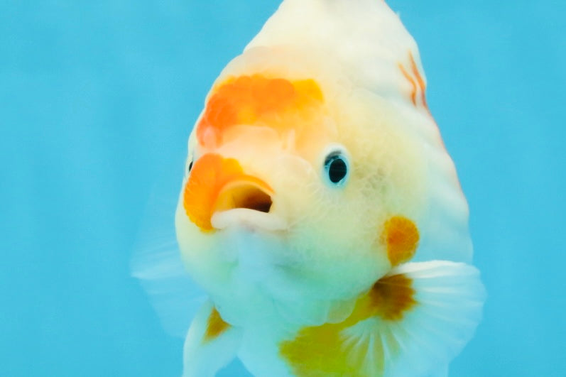 AAA Grade Godzilla Sakura Yuanbao Male 5-5.5 inches #112825YB_18