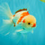 A Grade Red White Oranda Male 6 inches #071726OR_29