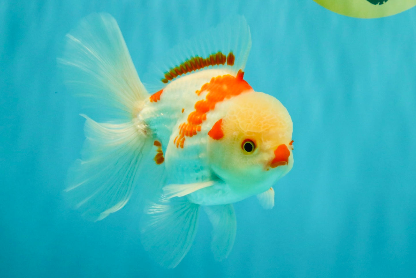 A Grade Red White Oranda Male 6 inches #071726OR_29