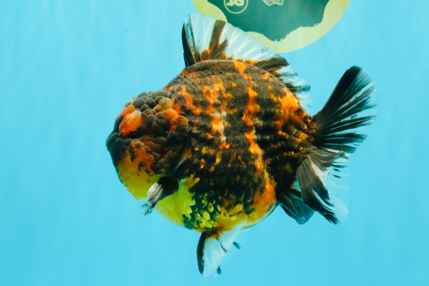 AAA Grade Godzilla Tiger Yuanbao Male 5.5 inches #030626YB_10