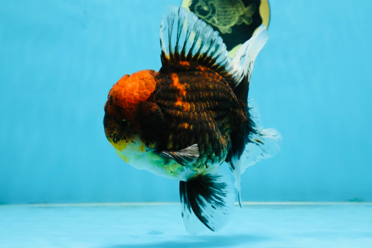 CHONKY AAA Grade Tiger Oranda Male 6 inches #102425OR_19