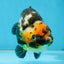 CHUBBY A Grade Calico Chinese Ranchu Female 5 inches #121225RC_06