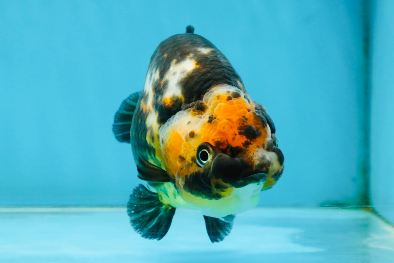 CHUBBY A Grade Calico Chinese Ranchu Female 5 inches #121225RC_06