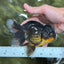 A Grade Tricolor Oranda Male 5.5 inches #112924OR_16