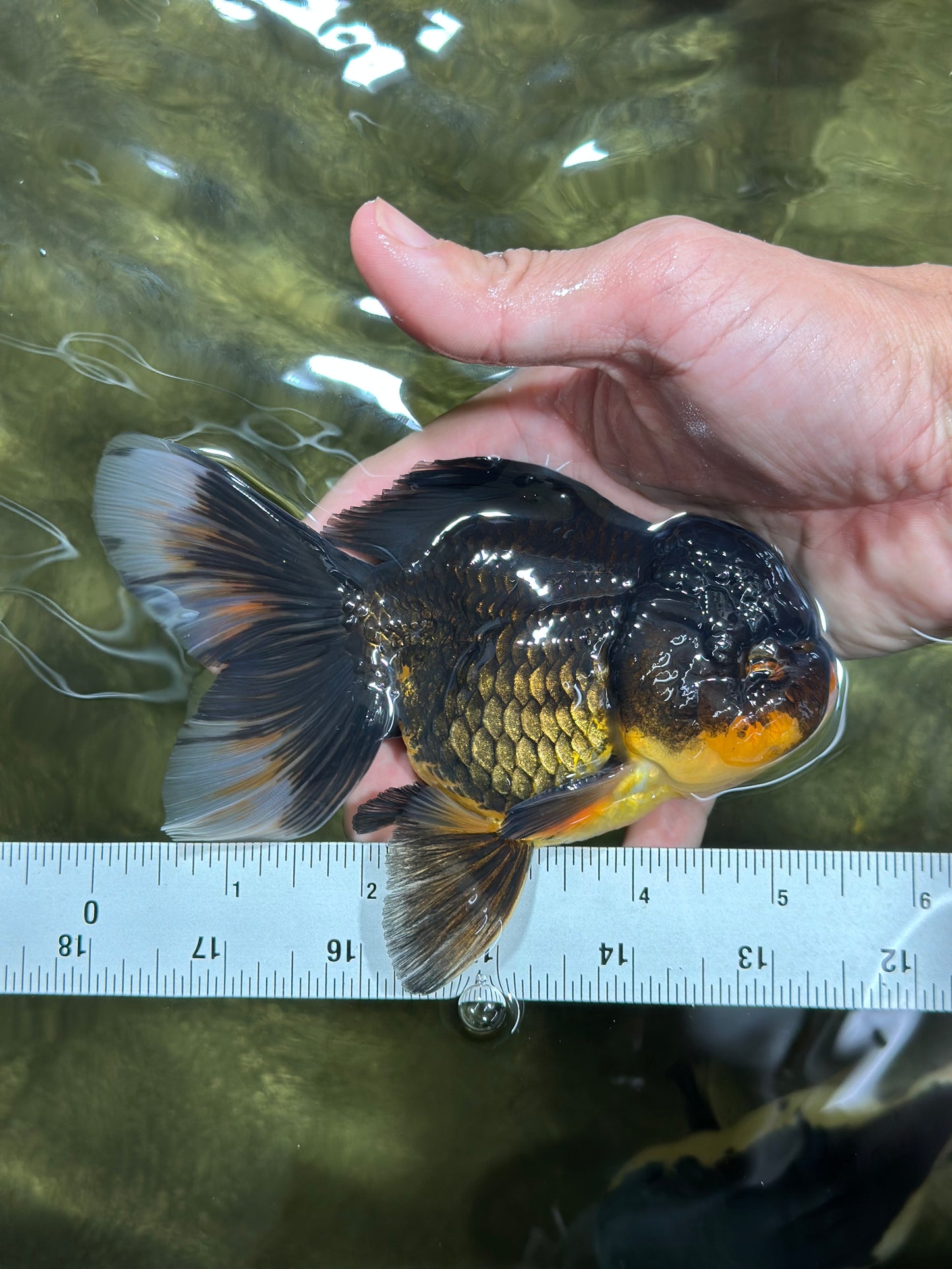 A Grade Tricolor Oranda Male 5.5 inches #112924OR_16