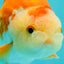 Nugget Red White Lionchu Male 4 inches #1018LC_07