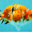 CHUBBY AAA Grade Diamond Scale Tricolor  Ranchu Male 5.5-6 inches #101626RC_26