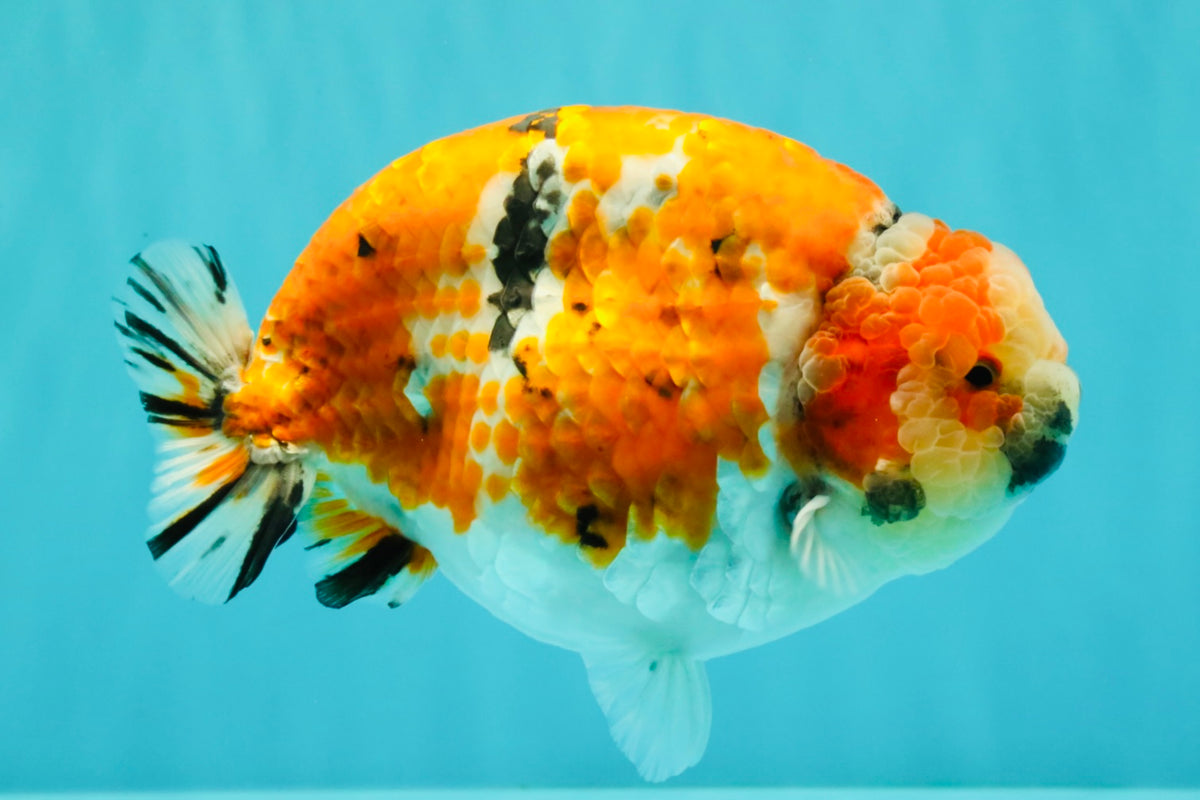 CHUBBY AAA Grade Diamond Scale Tricolor  Ranchu Male 5.5-6 inches #101626RC_26