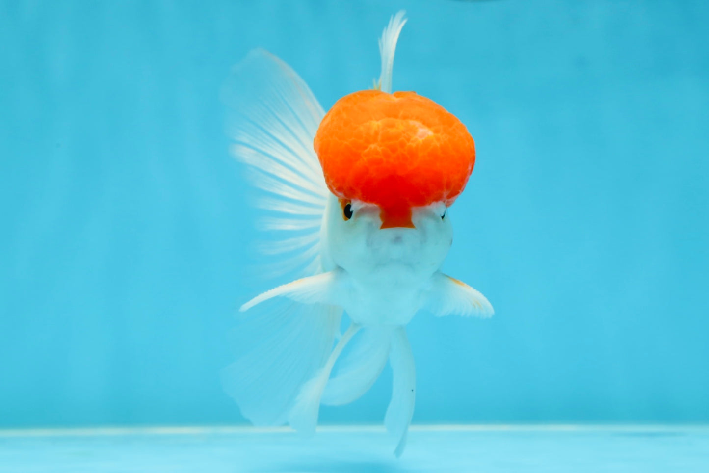 AAA Grade SUPER Red Cap Oranda Male 4.5 inches #051625OR_29