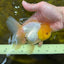 A Grade Lemonhead Oranda Male 5.5 inches #072525OR_10
