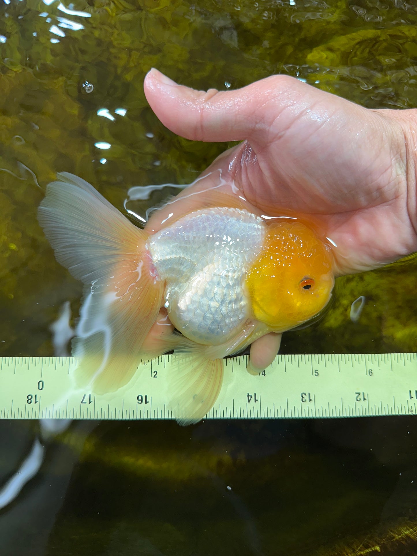 A Grade Lemonhead Oranda Male 5.5 inches #072525OR_10