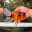 UNIQUE A Grade Tiger Oranda Male 6.5 inches #070626OR_19