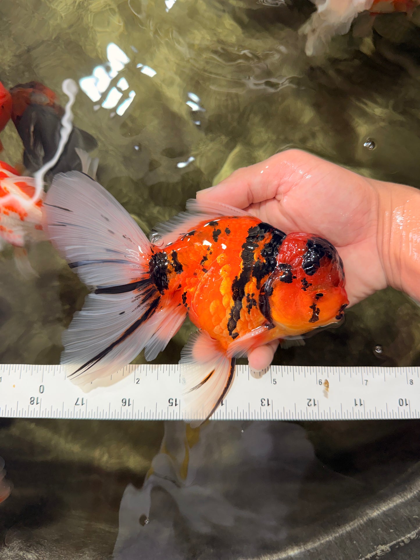 UNIQUE A Grade Tiger Oranda Male 6.5 inches #070626OR_19