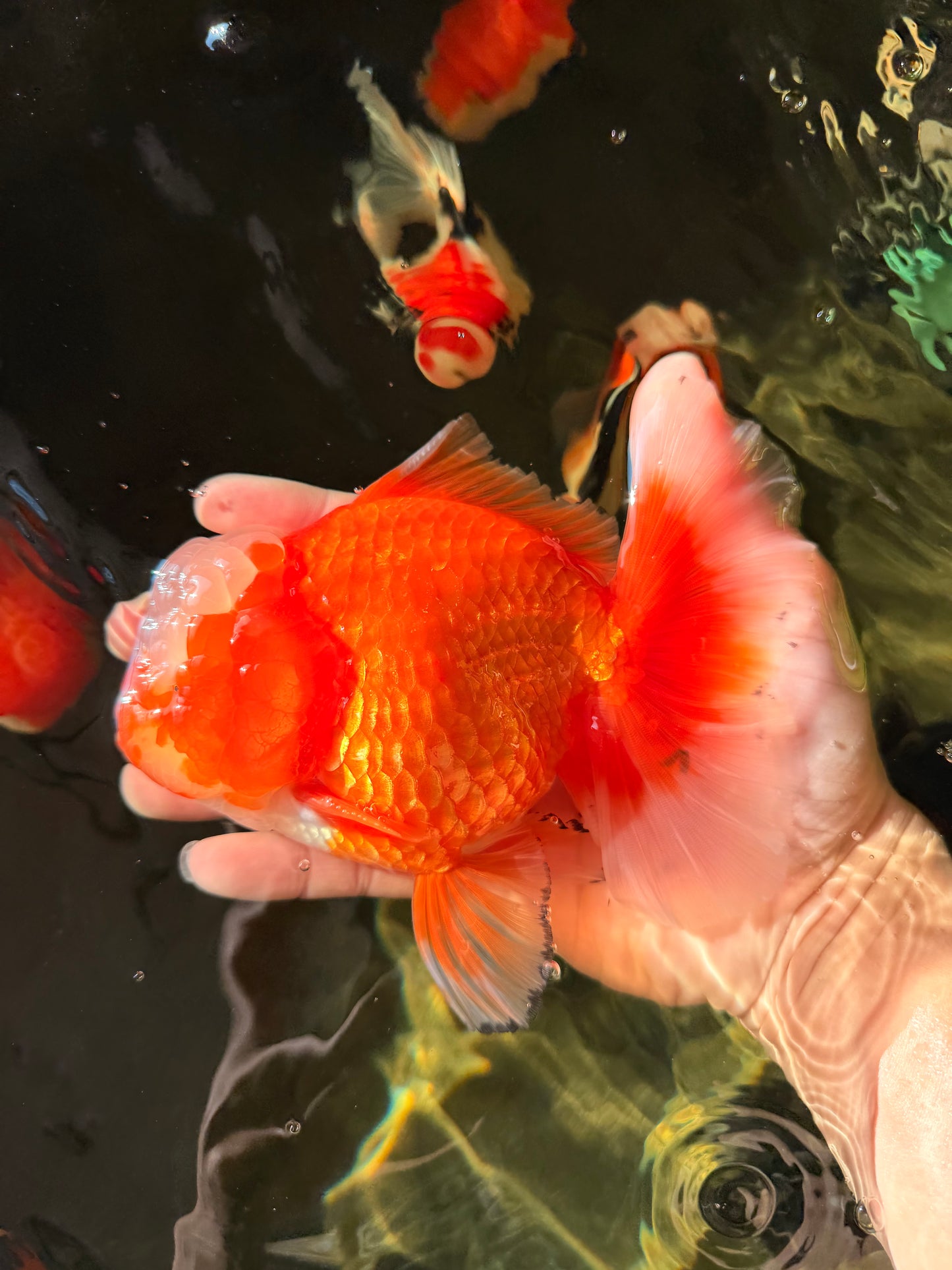 CHONKY AAA Grade Jade Head Red White Oranda Male 6 inches #030626OR_18