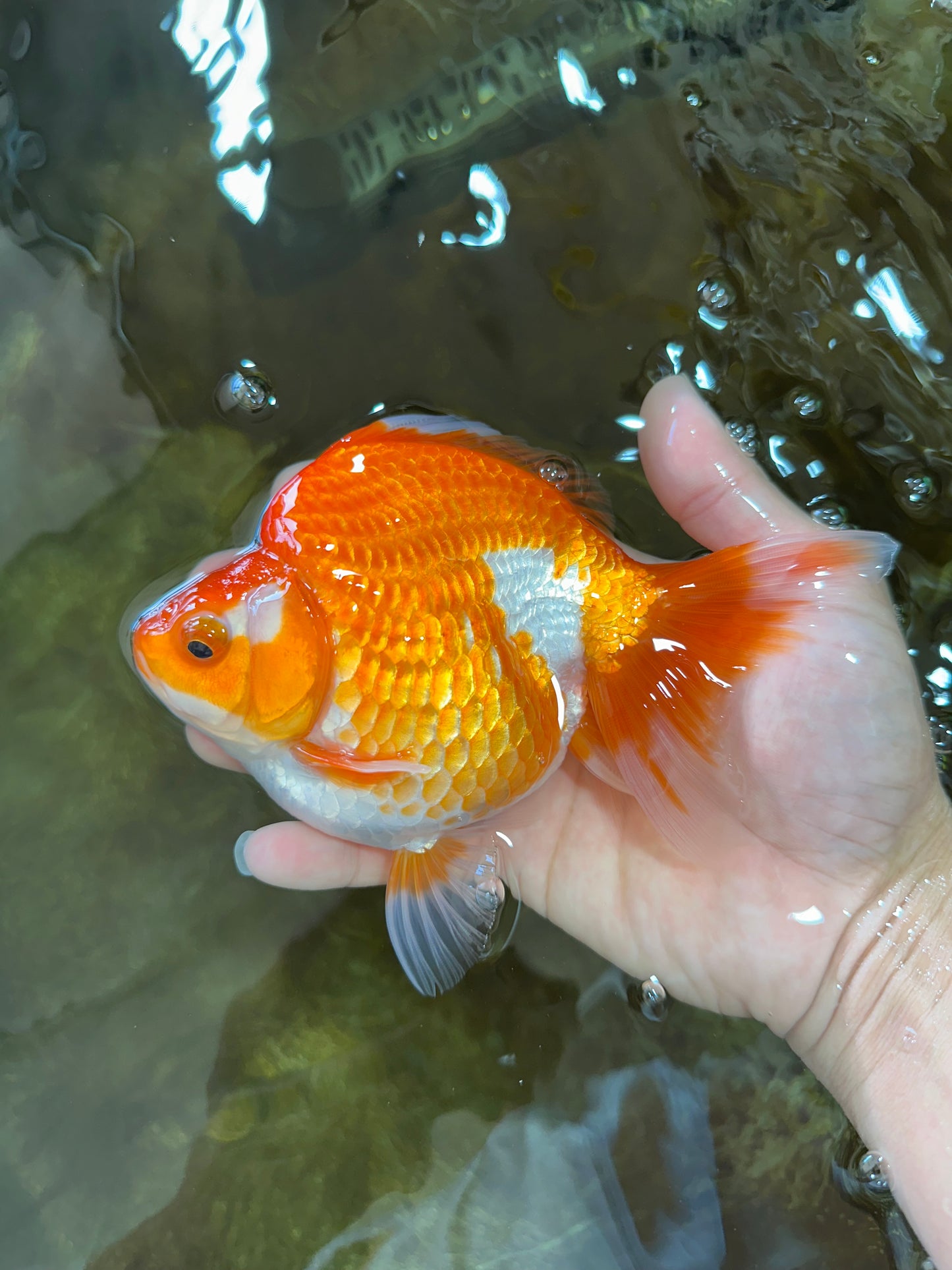 A Grade Ryukin Red White Female 5 inches #070425RK_04