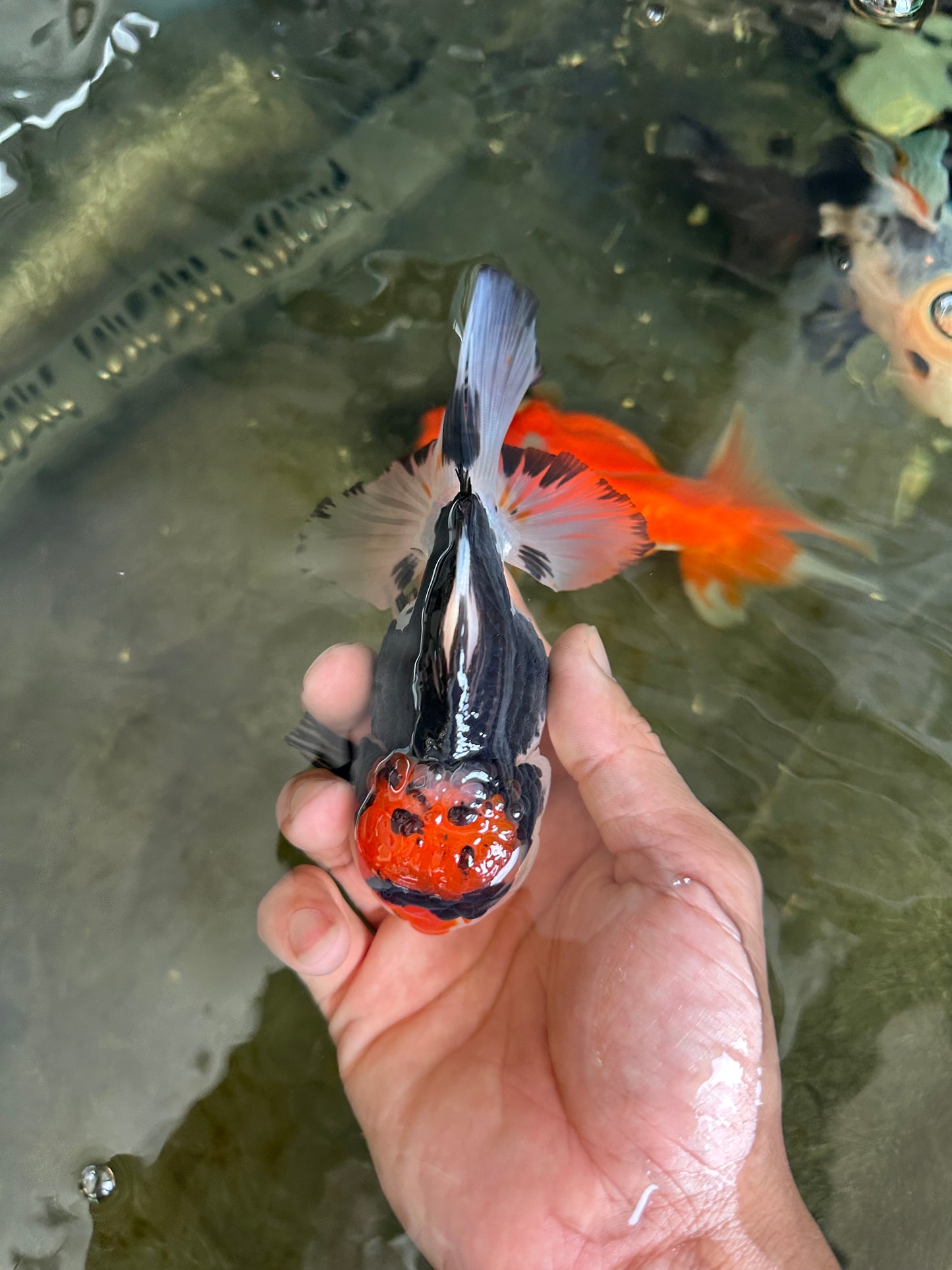 A Grade Tricolor Button Eyes Oranda Male 4.5-5 inches #081525OR_28