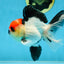 CHARLIE CHAPLIN A Grade Tricolor Oranda Male 5 inches #082225OR_15