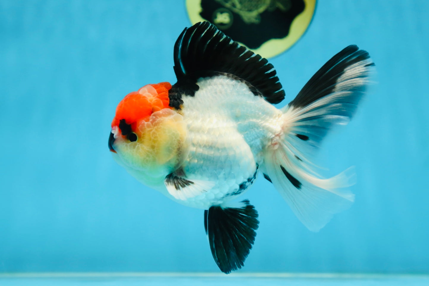 CHARLIE CHAPLIN A Grade Tricolor Oranda Male 5 inches #082225OR_15