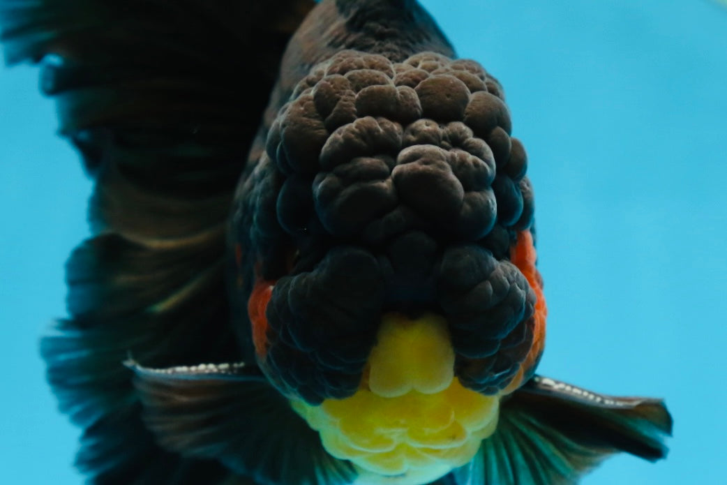 AAA Grade SPECIAL Red White Oranda Male 6.5 inches #080825OR_20