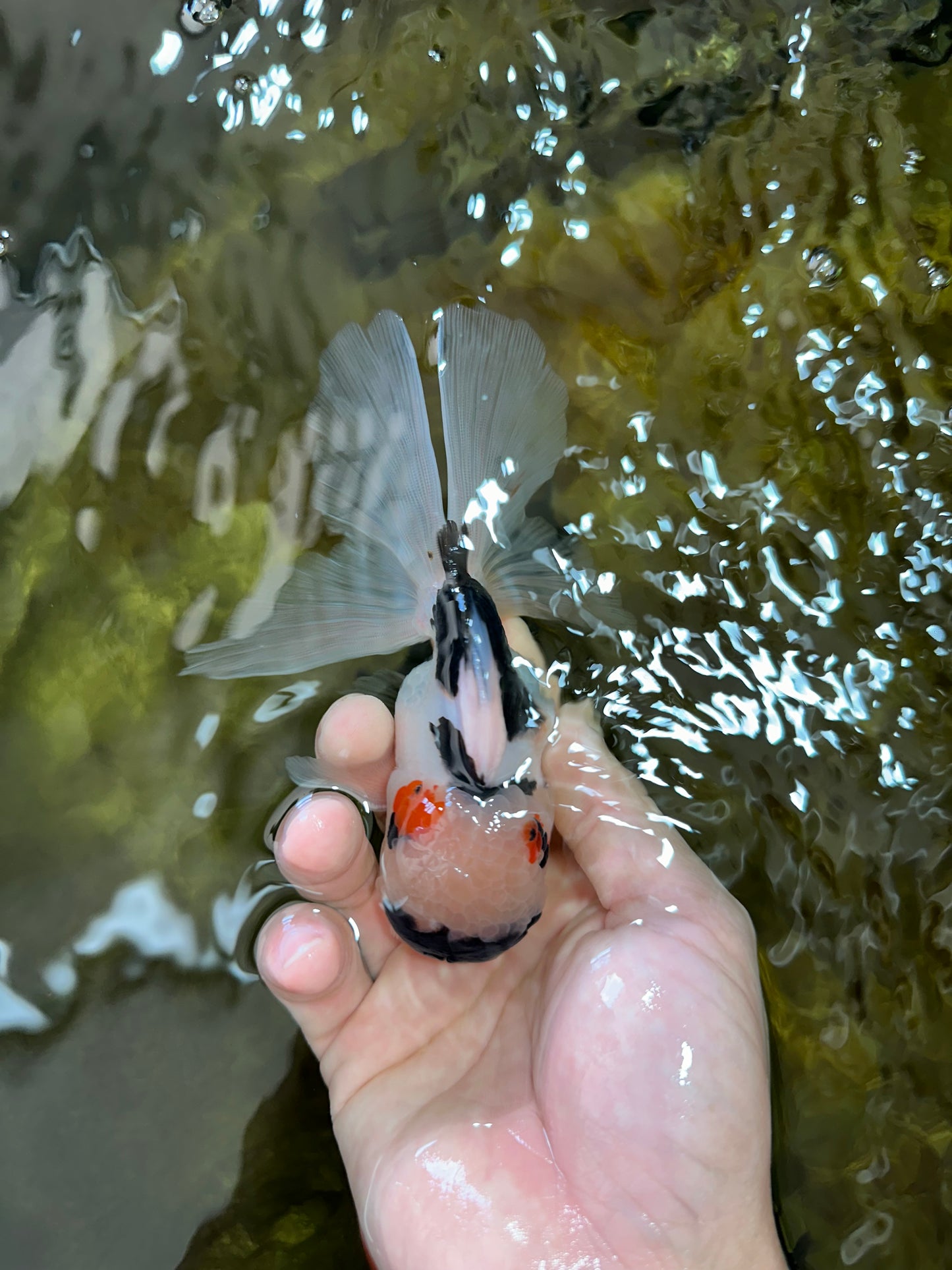 Tricolor Oranda Male 5 inches #052325OR_07