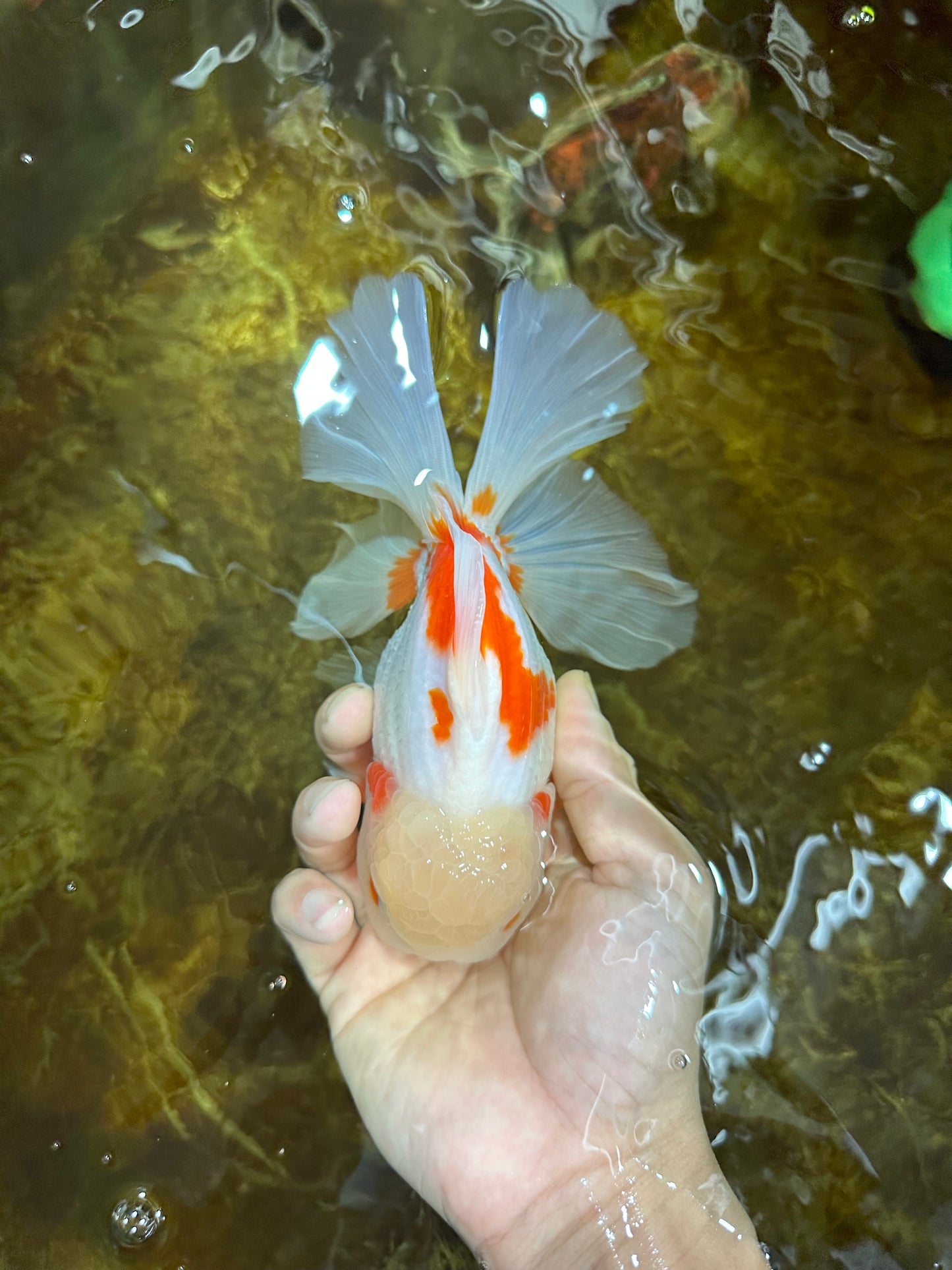 AAA Grade ADORABLE Sakura Oranda Male 6-6.5 inches #091925OR_14