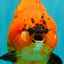 CHARLIE AAA Grade Apache Yuanbao Male 6.5 inches #071726YB_14