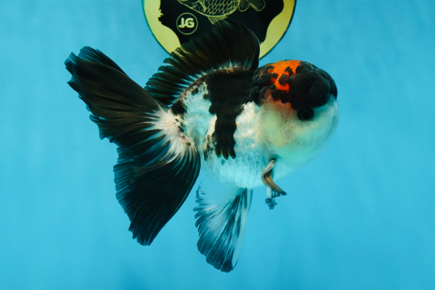 Lava Tricolor Oranda Male 5-5.5 inches #053025OR_20