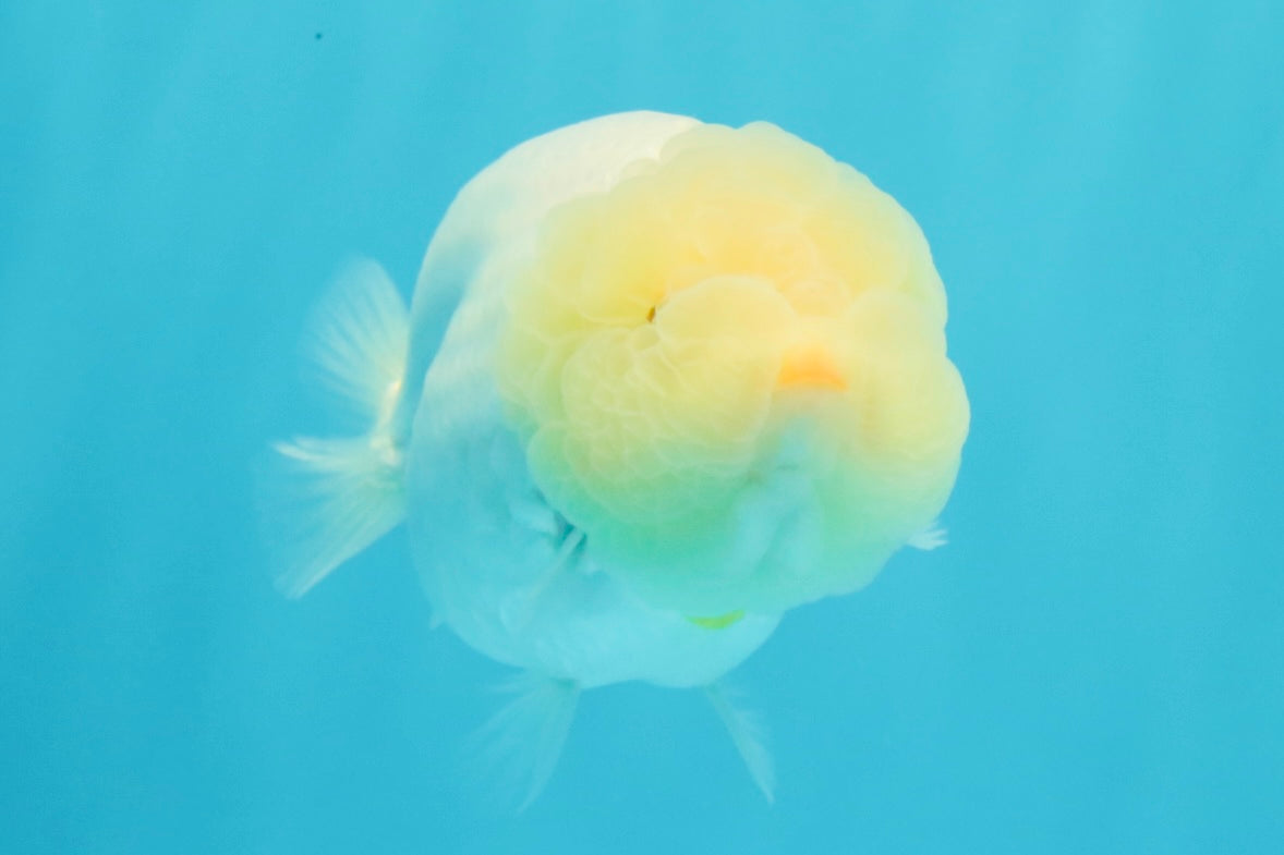 A Grade White LionQueen 4-4.5 inches #030626LC_04