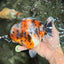 A Grade Calico Marble Yuanbao Female 6 inches #050126YB_15